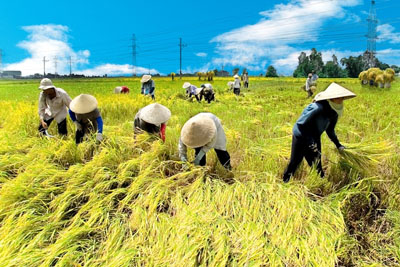 Positive signs in rice export